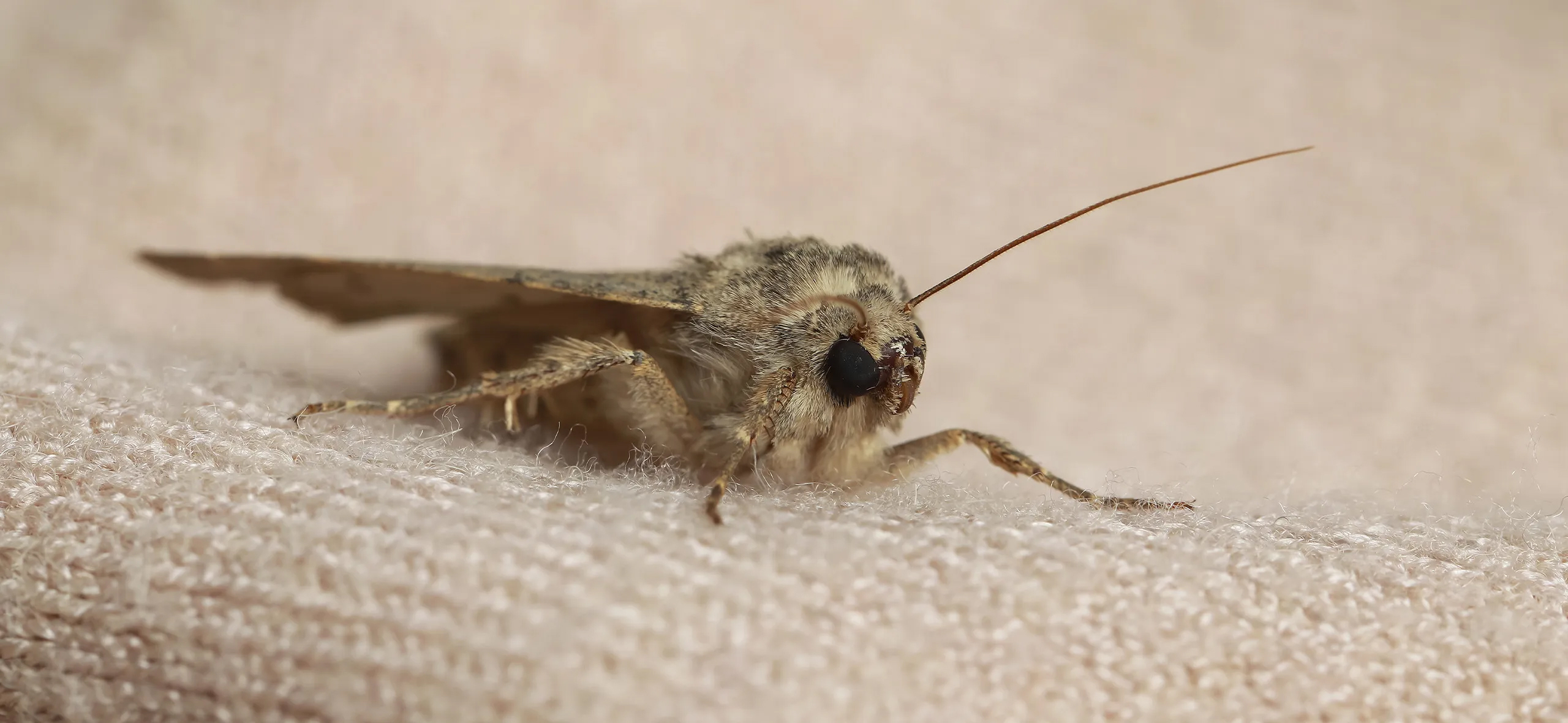 фото: Профессиональная обработка от моли в Первомайском: <br/>+7-909-173-42-96